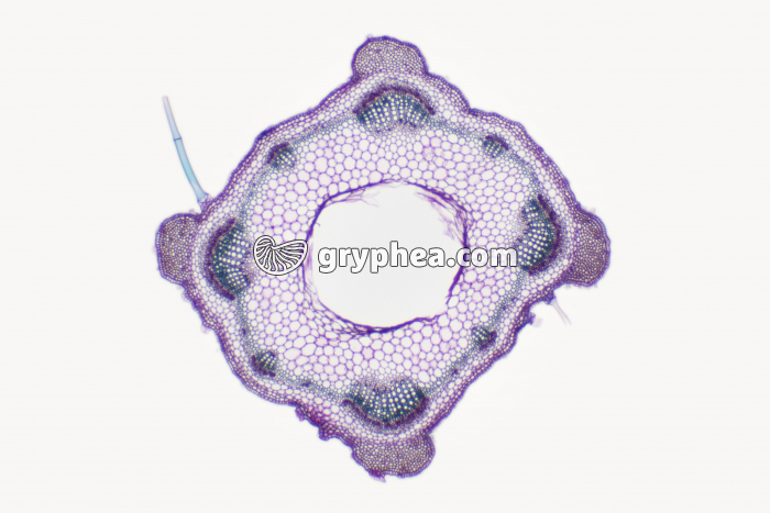 Tige de Lamier x10 - gryphea.com